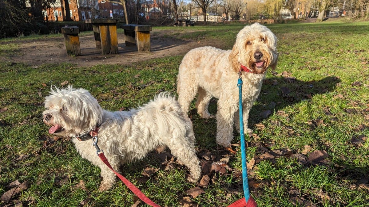 Dog day-visit service in Guildford