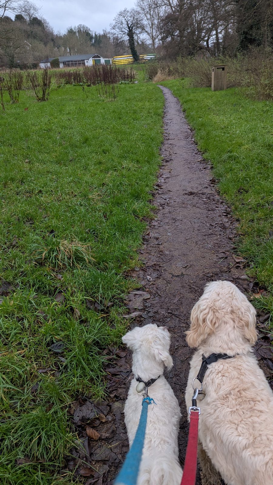 Two dogs on lead leading the way along a path near the river in Guildford