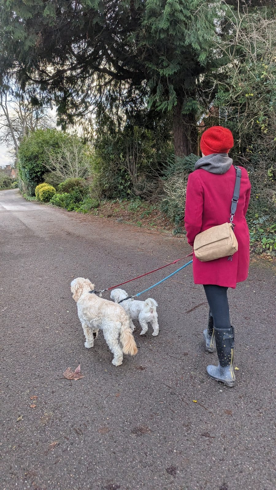Maja walking three dogs on lead along a quiet Guildford lane
